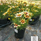 COREOPSIS LI`L BANG `STARLIGHT`