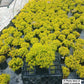 CALLUNA VULGARIS `BLAZEAWAY`