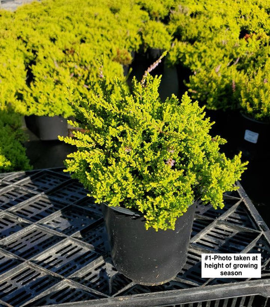 CALLUNA VULGARIS `FIREFLY`