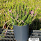 CALLUNA VULGARIS BEAUTY LADIES `MICHELLE` (PINK)