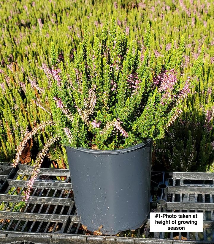 CALLUNA VULGARIS BEAUTY LADIES `MICHELLE` (PINK)