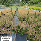 CALLUNA VULGARIS `TIB`