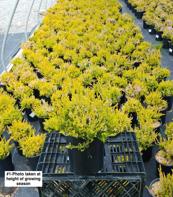 CALLUNA VULGARIS `WINTER CHOCOLATE`