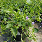 CAMPANULA POSCHARSKYANA `BLUE WATERFALL`