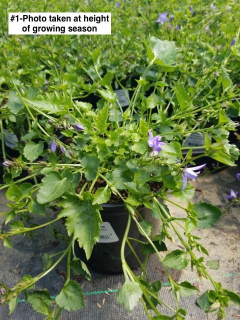 CAMPANULA POSCHARSKYANA `BLUE WATERFALL`