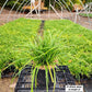 CAREX AMPHIBOLA