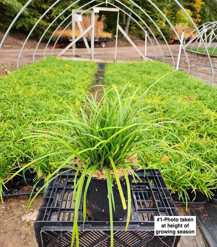 CAREX AMPHIBOLA