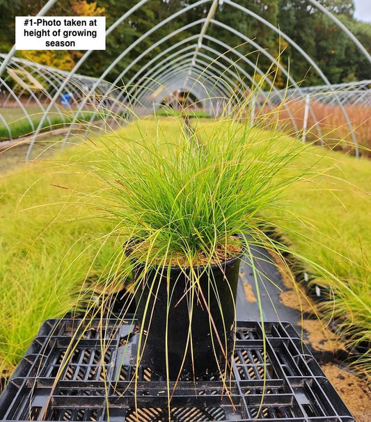 CAREX APPALACHICA