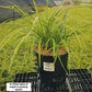 CAREX MORROWII `ICE DANCE`