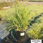 CAREX MORROWII `SILVER SCEPTRE`