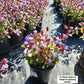 CERATOSTIGMA PLUMBAGINOIDES