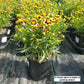 COREOPSIS BIG BANG `COSMIC EYE`