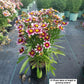 COREOPSIS LI`L BANG `STARSTRUCK`