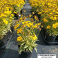 COREOPSIS `TEQUILA SUNRISE`