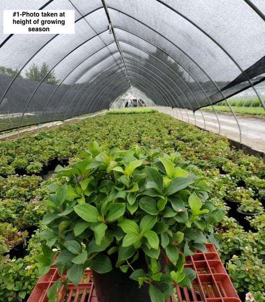 CORNUS CANADENSIS
