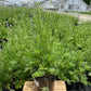 DELPHINIUM `BLUE BUTTERFLY`