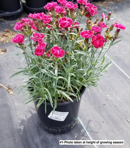 DIANTHUS EVERLAST `BURGUNDY BLUSH`