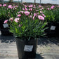 DIANTHUS EVERLAST `LAVENDER EYE`