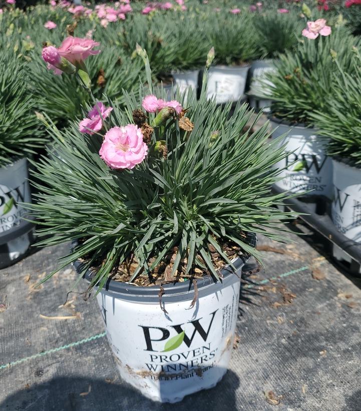 DIANTHUS F.P. `SWEETIE PIE`