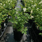 DICENTRA SPECTABILIS `ALBA`