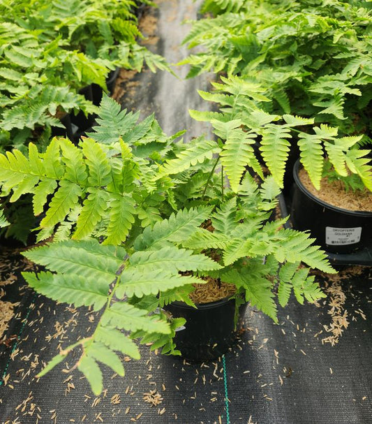 DRYOPTERIS GOLDIANA