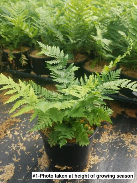 DRYOPTERIS MARGINALIS