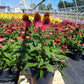 ECHINACEA ARTISAN `RED OMBRE`