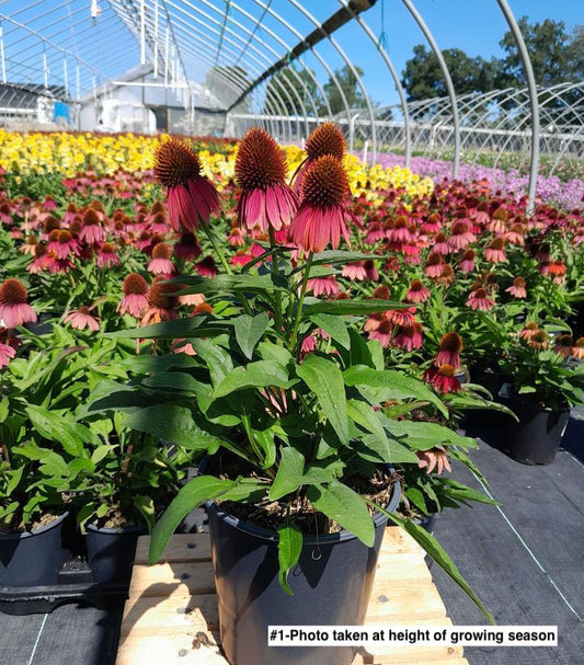 ECHINACEA ARTISAN `RED OMBRE`