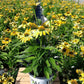 ECHINACEA COLOR CODED `YELLOW MY DARLING`