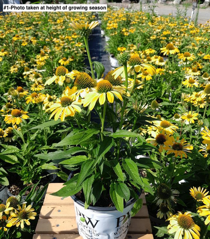 ECHINACEA COLOR CODED `YELLOW MY DARLING`