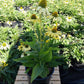 ECHINACEA EYE-CATCHER `CANARY FEATHERS`