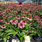 ECHINACEA EYE-CATCHER `CORAL CRAZE`