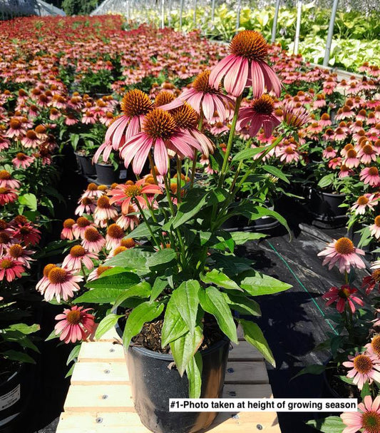 ECHINACEA SOMBRERO `TANGO TANGERINE`