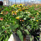 ECHINACEA `CHEYENNE SPIRIT`