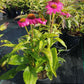 ECHINACEA PURPUREA `POW WOW WILD BERRY`