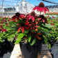 ECHINACEA SOMBRERO `SANGRITA`