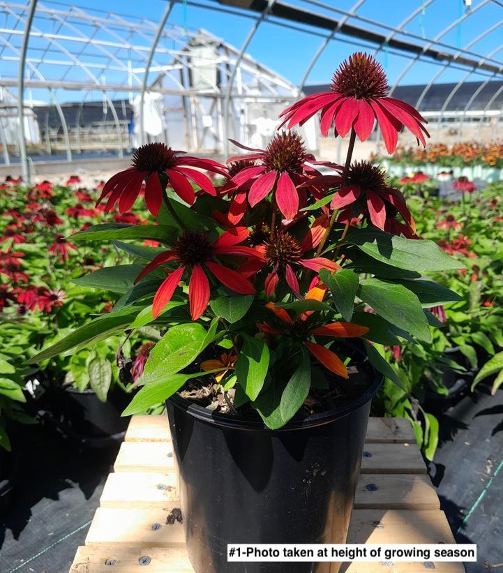 ECHINACEA SOMBRERO `SANGRITA`