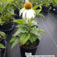 ECHINACEA PURPUREA `WHITE SWAN`