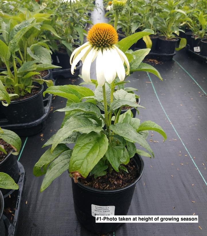 ECHINACEA PURPUREA `WHITE SWAN`