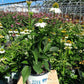 ECHINACEA PURPUREA `MELLOW YELLOWS`