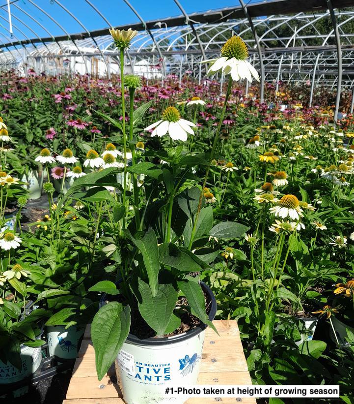 ECHINACEA PURPUREA `MELLOW YELLOWS`