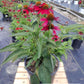 ECHINACEA SOMBRERO `TRES AMIGOS`