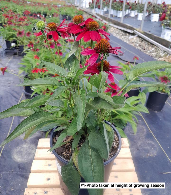 ECHINACEA SOMBRERO `TRES AMIGOS`