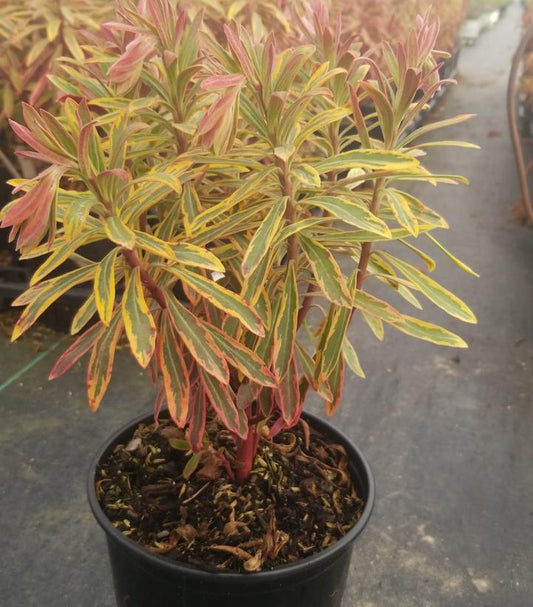 EUPHORBIA X MARTINII `ASCOT RAINBOW`