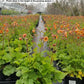 GEUM TEMPO `ORANGE`