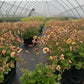 GEUM TEMPO `YELLOW`