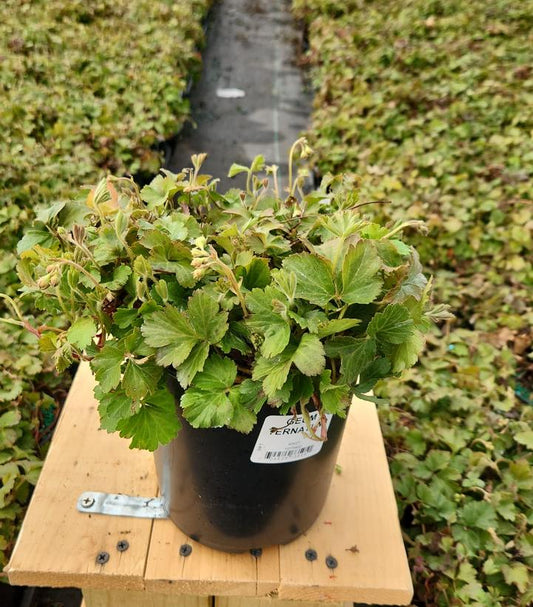 GEUM TERNATUM