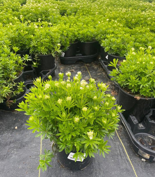 GALIUM ODORATUM - SWEET WOODRUFF