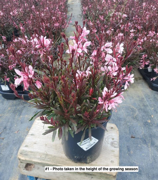GAURA LINDHEIMERI `PASSIONATE BLUSH`