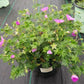 GERANIUM `MAX FREI`